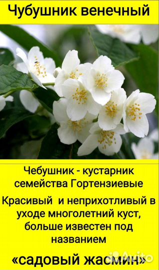 Жасмин садовый