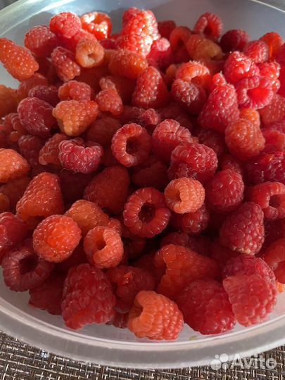 Ремонтантная малина