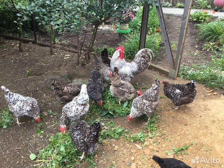 Инкубационное яйцо