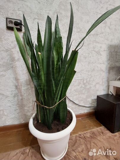 Сансевиерия