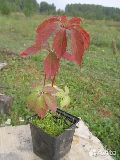 Девичий виноград, саженец