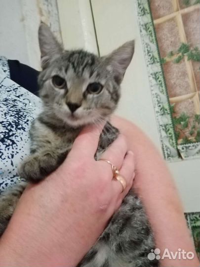Домик для кошки