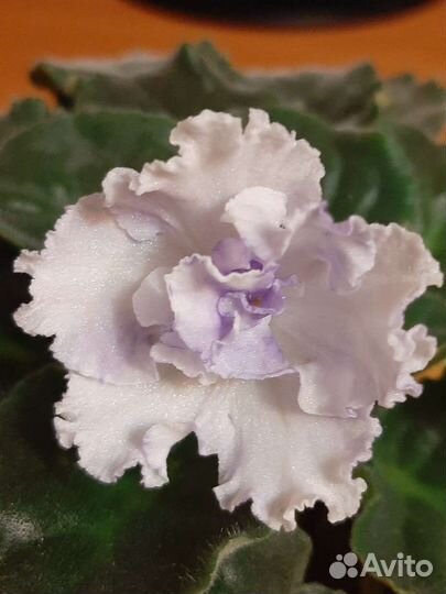 Фиалка махровая