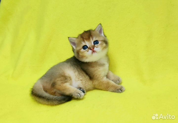 Шотландские котята