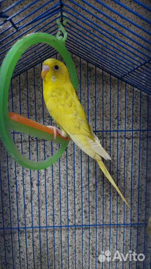 Волнистый попугай