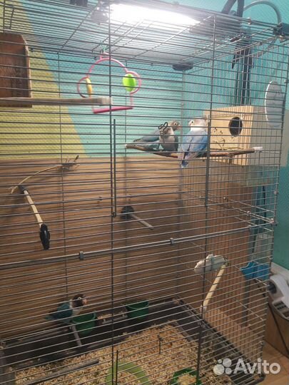 Попугаи неразлучники птенцы