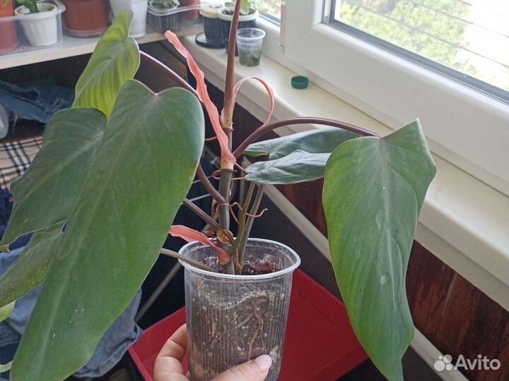 Филодендрон