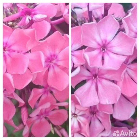 Флоксы розовые