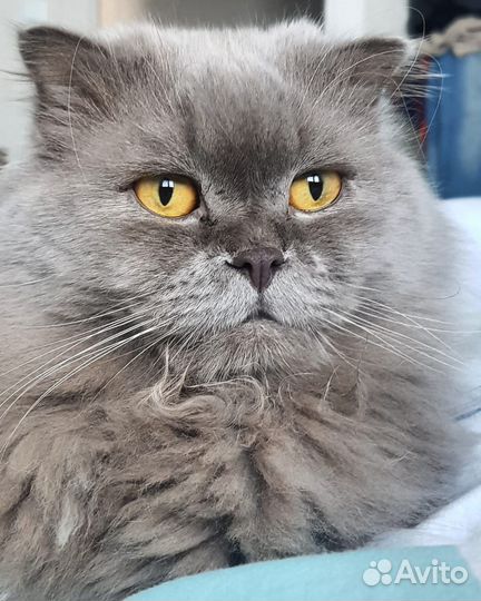 Котик вязка