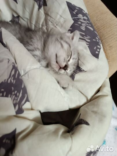 Шотландский котенок