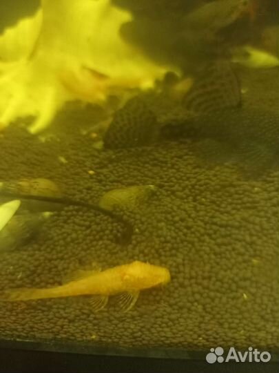 Жёлтые и серые сомики анцитруса. Креветки