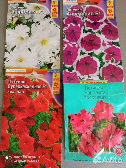 Рассада петунии