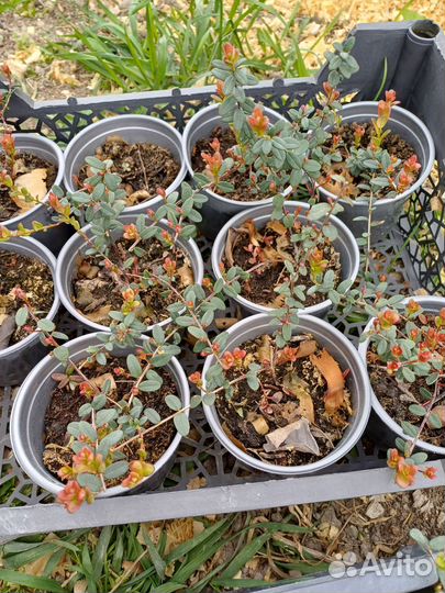 Саженцы клюквы