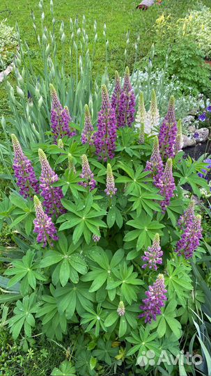 Люпин садовый (саженец)