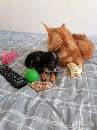 Чихуахуа мини