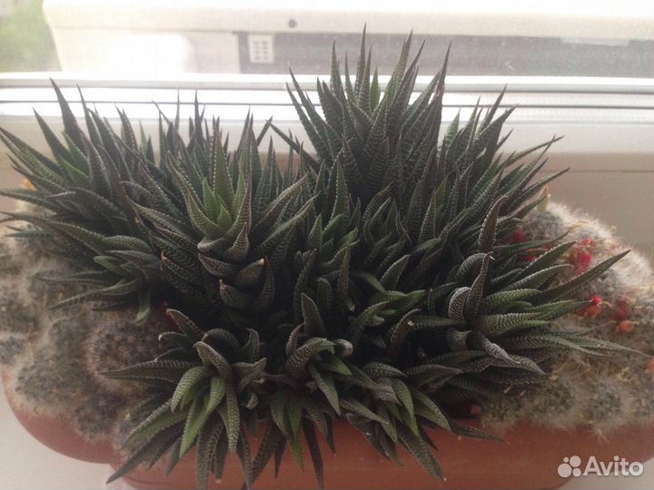 Суккуленты гаворция, гастерия, хавортия