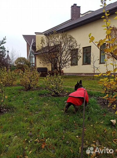Передержка собаки в загородном доме