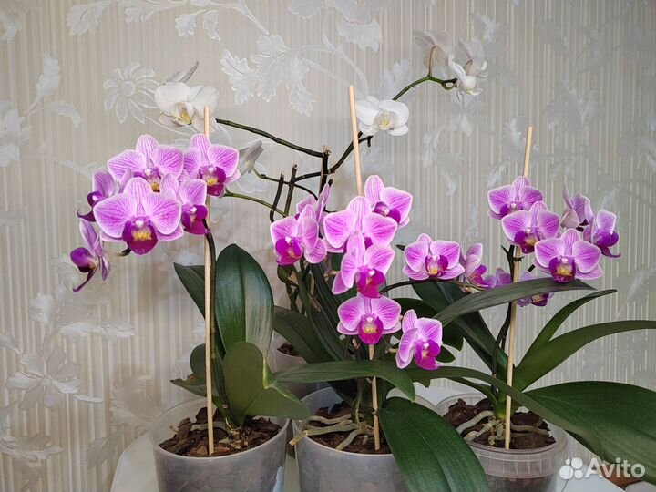 Орхидея фаленопсис