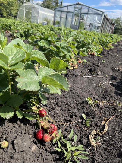 Участок 35 сот. (ИЖС)