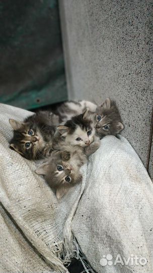 Котята в добрые руки