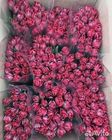 Тюльпаны оптом