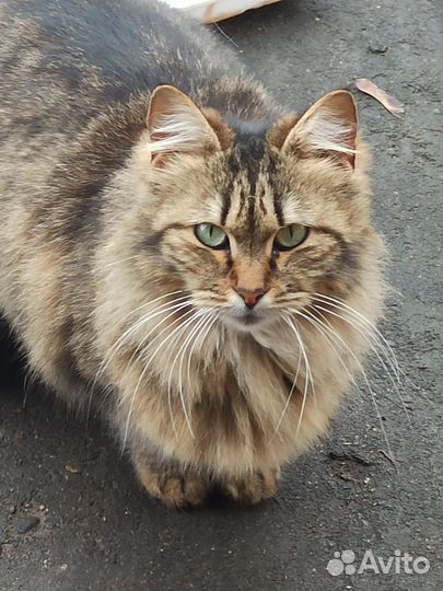 Кошка в дар