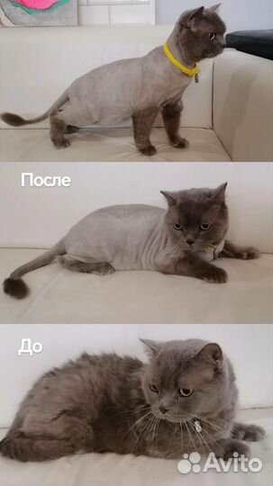 Груминг, стрижка собак и кошек