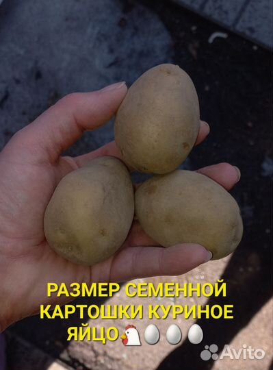 Картофель семенной Уника Сынок Шарвари пирошка