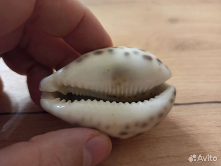 Морская раковина