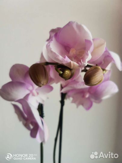 Орхидея фаленопсис Сакура отцветает
