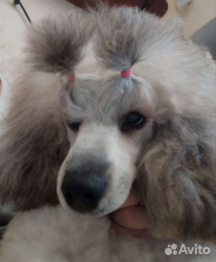 Пудель карликовый и средний