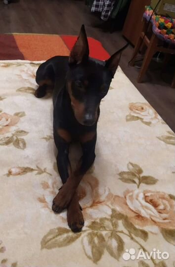 Вязка цвергпинчер