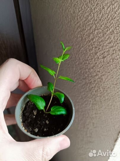 Черенки диасция