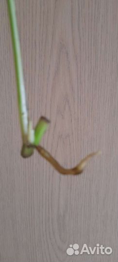 Эпипремнум пиннатум вайт