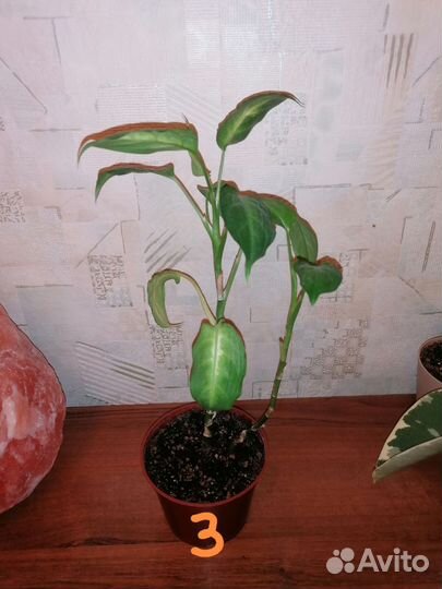 Диффенбахия Макулата Камилла