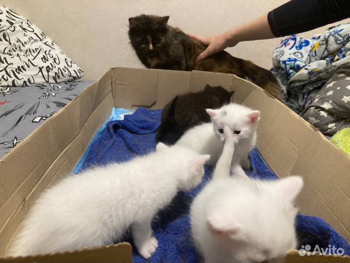 Котята в добрые руки