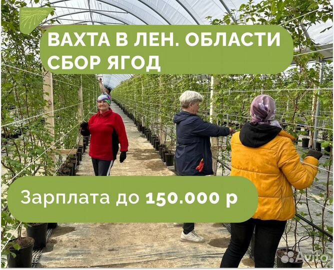 Сбор ягод вахта с проживанием