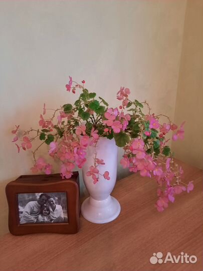 Бегония Глуар де Лоррен