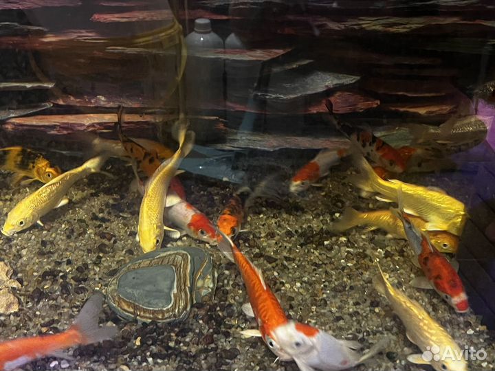 Рыба для пруда-кои