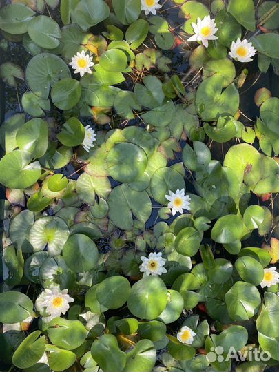 Нимфеи кувшинки