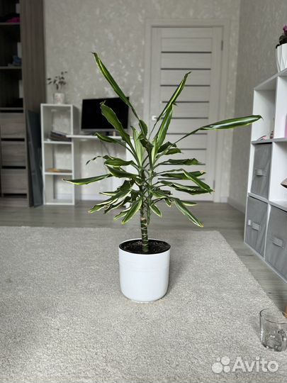 Комнатные цветы