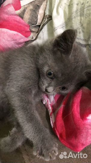 Отдам в добрые руки кошечку