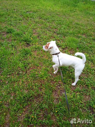 Случка собак Парсон Рассел Терьер