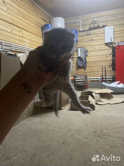 Котенок (девочка)