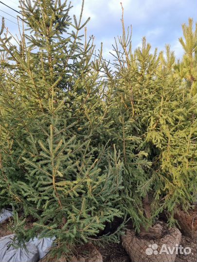Саженцы хвойных растений