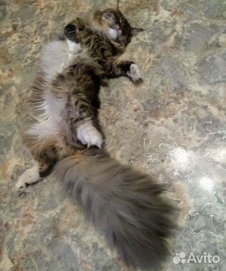 Мейн-кун Вязка