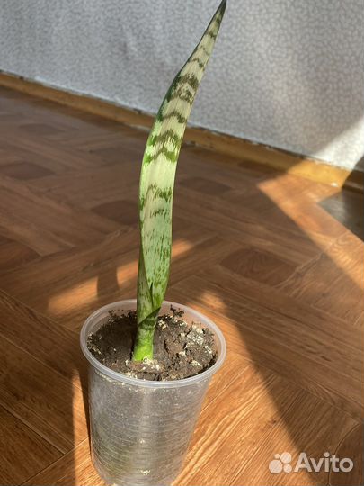 Сансевиерия