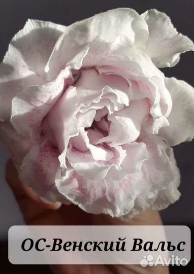 Глоксинии детки, листья на срез