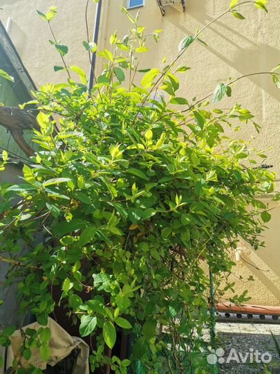 Цветы каприфоль