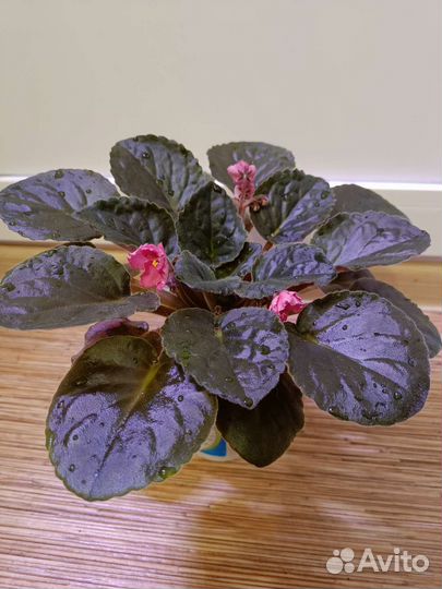 Фиалка без названия